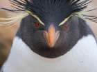 Rockhopper penguin during spring on Saunders Island, Falkland Islands. Art Print